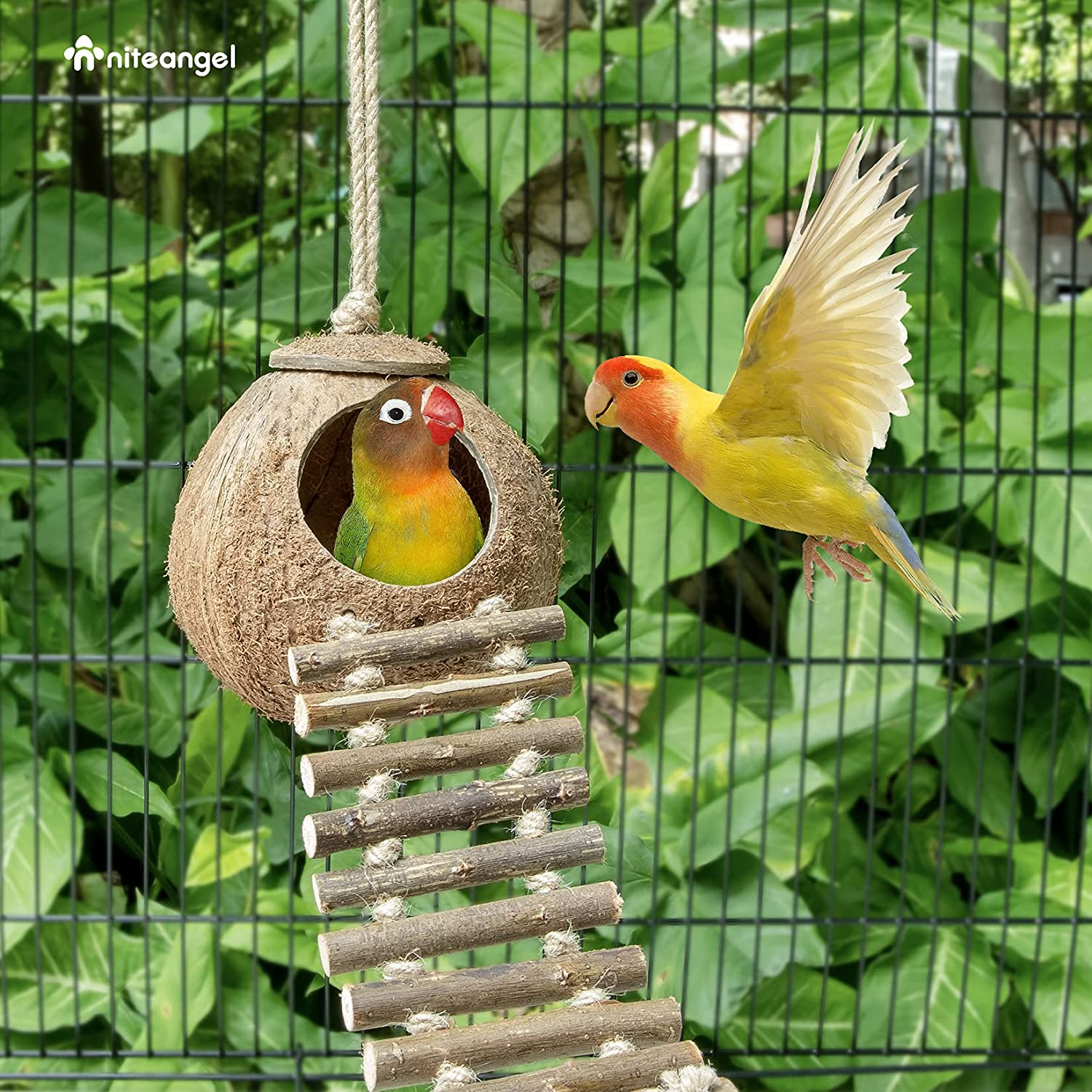 Natural Coconut Hideaway with Ladder, Bird and Small Animal Toy (House with Ladder, Natural Surface) image 2