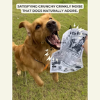 The New Dog Times