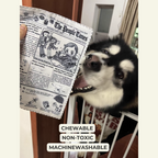 The New Dog Times