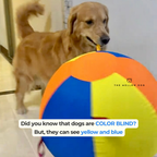 Calming Jumbo Ball