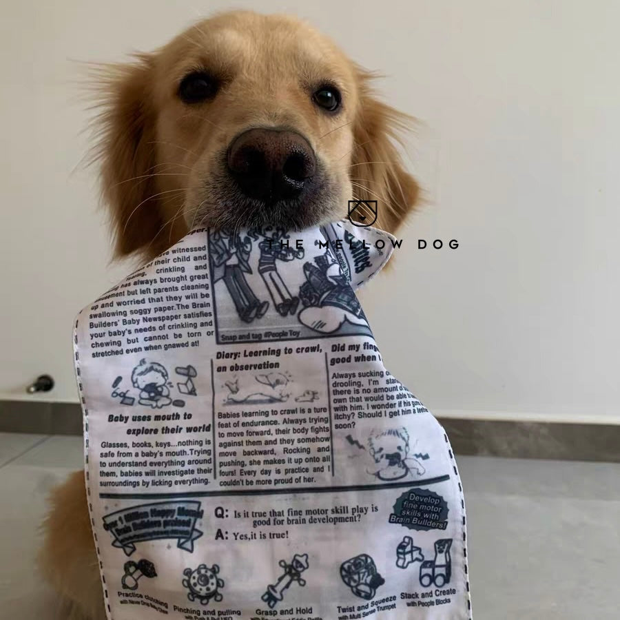 The New Dog Times