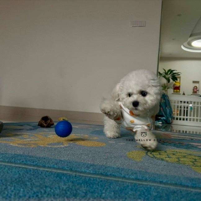 Self Rolling Smart Ball