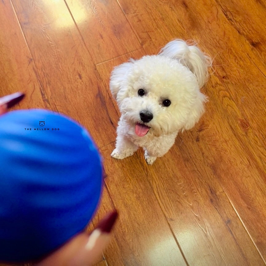 Self Rolling Smart Ball