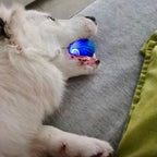 Self Rolling Smart Ball