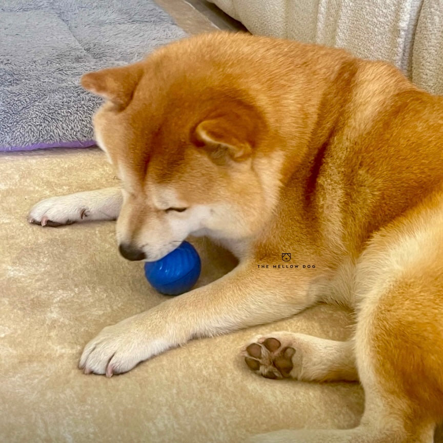 Self Rolling Smart Ball