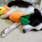 Calming Carrot