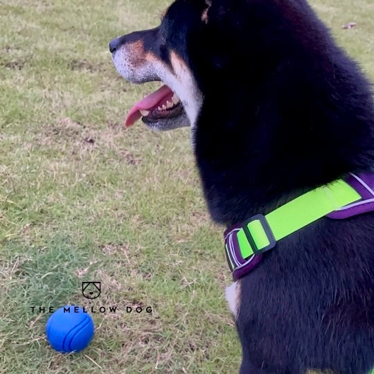 Blue Ball
