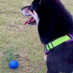 Blue Ball